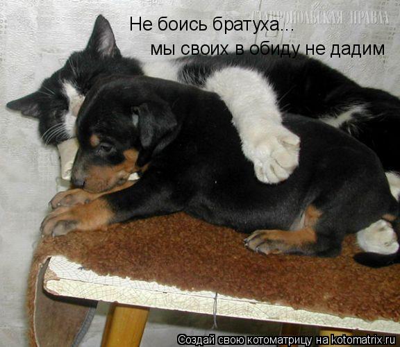 Котоматрица: Не боись братуха... мы своих в обиду не дадим