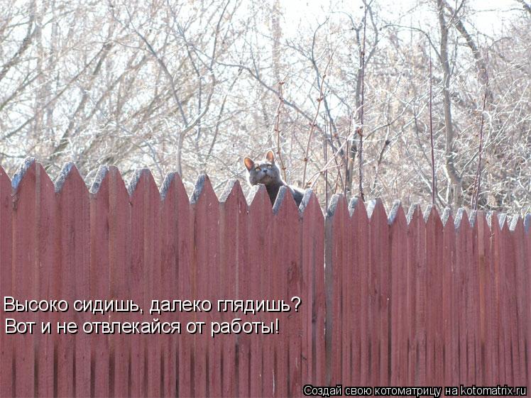 Котоматрица: Высоко сидишь, далеко глядишь? Вот и не отвлекайся от работы!
