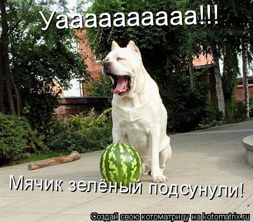 Уаааааааааа!!! Мячик зелёный подсунули!... Котоматрица: Уаааааааааа!!! Мячик зелёный подсунули!