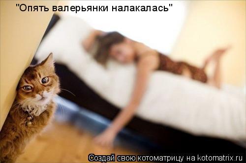 Котоматрица: "Опять валерьянки налакалась"