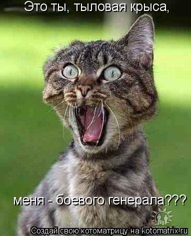 Котоматрица: Это ты, тыловая крыса,  меня - боевого генерала???