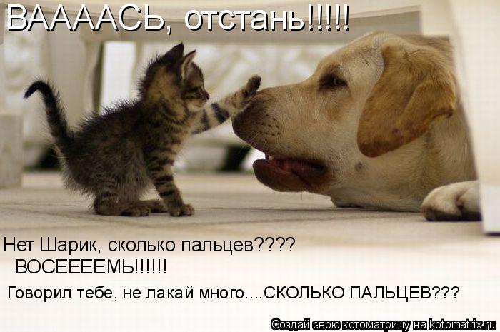 Котоматрица: ВААААСЬ, отстань!!!!! Нет Шарик, сколько пальцев???? ВОСЕЕЕЕМЬ!!!!!! Говорил тебе, не лакай много....СКОЛЬКО ПАЛЬЦЕВ???