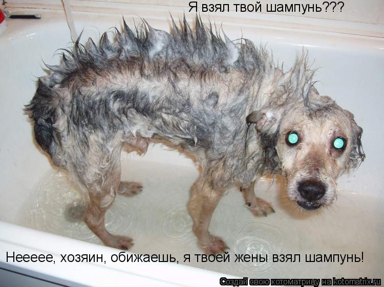 Я взял твой шампунь??? Неееее, хозяин, обижаешь, я твоей жены взял шампунь!... Котоматрица: Я взял твой шампунь??? Неееее, хозяин, обижаешь, я твоей жены взял шампунь!