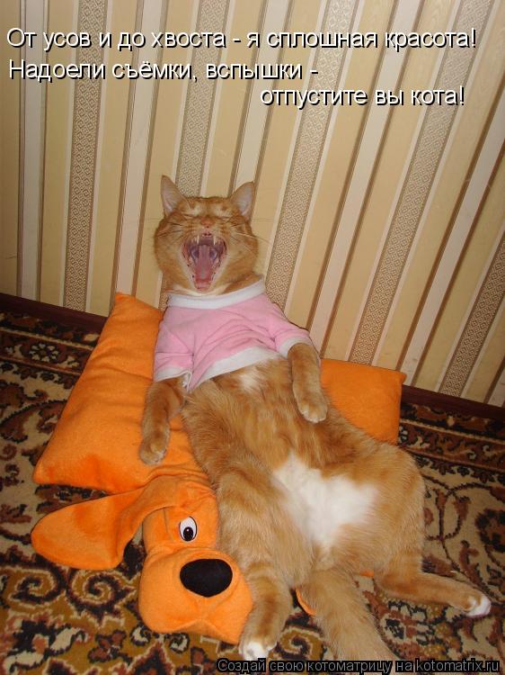 Котоматрица: От усов и до хвоста - я сплошная красота! Надоели съёмки, вспышки - отпустите вы кота!