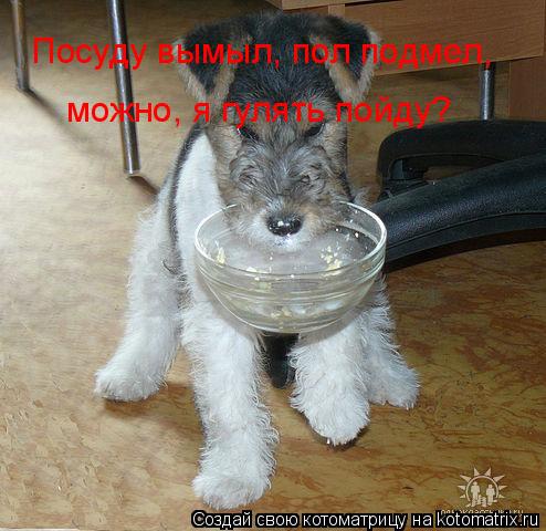 Котоматрица: Посуду вымыл, пол подмел, можно, я гулять пойду?