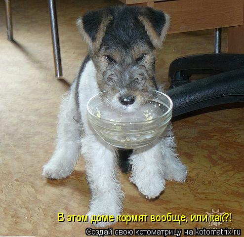 Котоматрица: В этом доме кормят вообще, или как?!