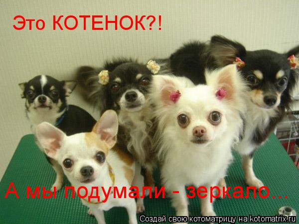Котоматрица: Это КОТЕНОК?! А мы подумали - зеркало...
