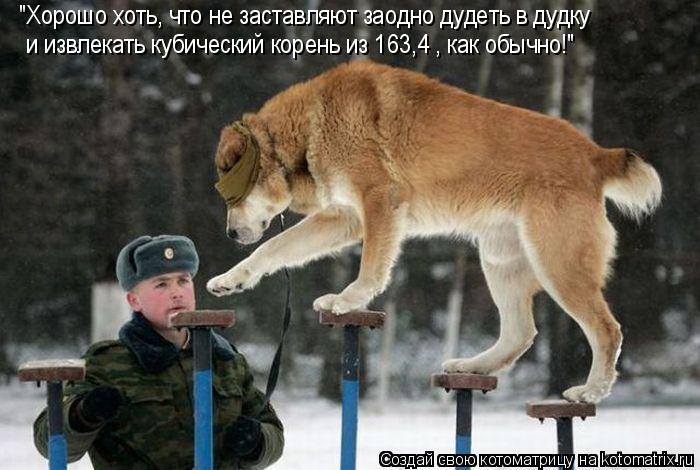 Котоматрица: "Хорошо хоть, что не заставляют заодно дудеть в дудку  и извлекать кубический корень из 163,4 , как обычно!"