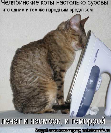 Котоматрица: Челябинские коты настолько суровы, что одним и тем же народным средством лечат и насморк, и геморрой