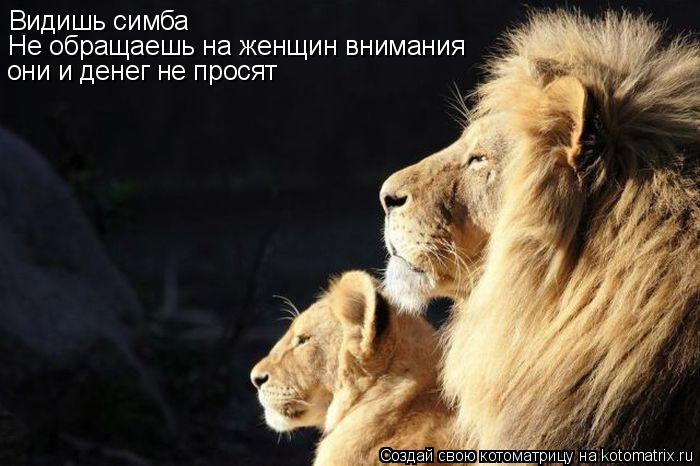 Котоматрица: Видишь симба Не обращаешь на женщин внимания они и денег не просят