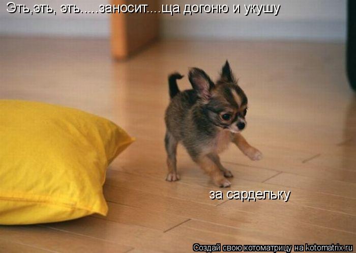 Котоматрица: Эть,эть, эть.....заносит....ща догоню и укушу  за сардельку