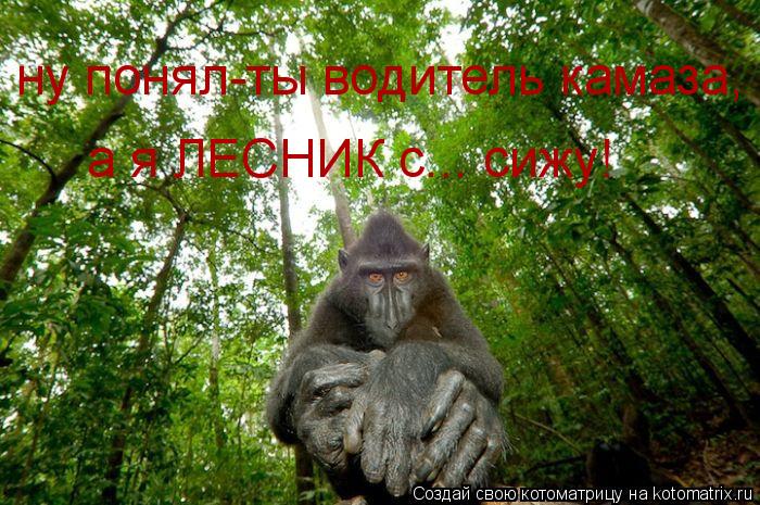 Котоматрица: ну понял-ты водитель камаза, а я ЛЕСНИК с... сижу!