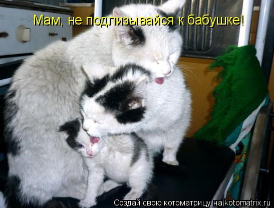 Мам, не подлизывайся к бабушке!... Котоматрица: Мам, не подлизывайся к бабушке!