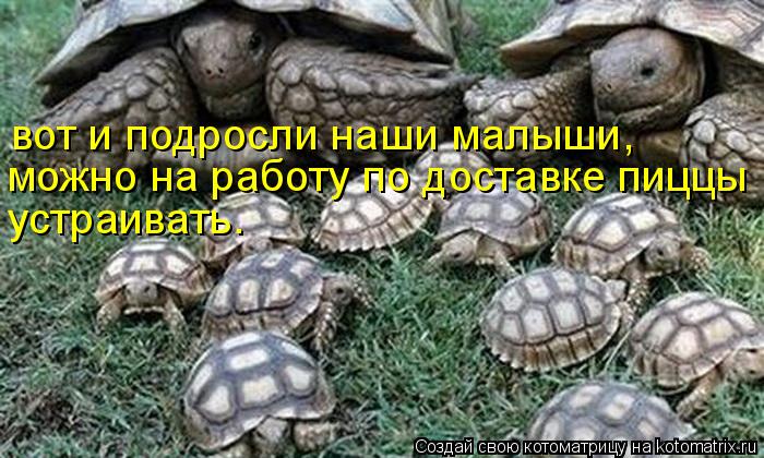 вот и подросли наши малыши, можно на работу по доставке пиццы устраивать.... Котоматрица: вот и подросли наши малыши, можно на работу по доставке пиццы устраивать.