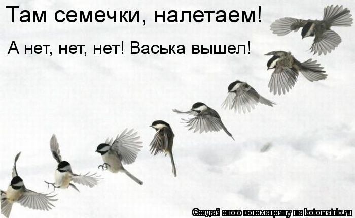 Котоматрица: Там семечки, налетаем! А нет, нет, нет! Васька вышел!
