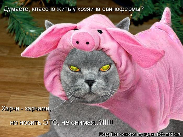 Думаете, классно жить у хозяина свинофермы? Харчи - харчами, но носить ЭТО, не снимая..?!!!!!... Котоматрица: Думаете, классно жить у хозяина свинофермы? Харчи - харчами, но носить ЭТО, не снимая..?!!!!!