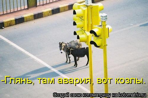 -Глянь, там авария, вот козлы.... Котоматрица: -Глянь, там авария, вот козлы.
