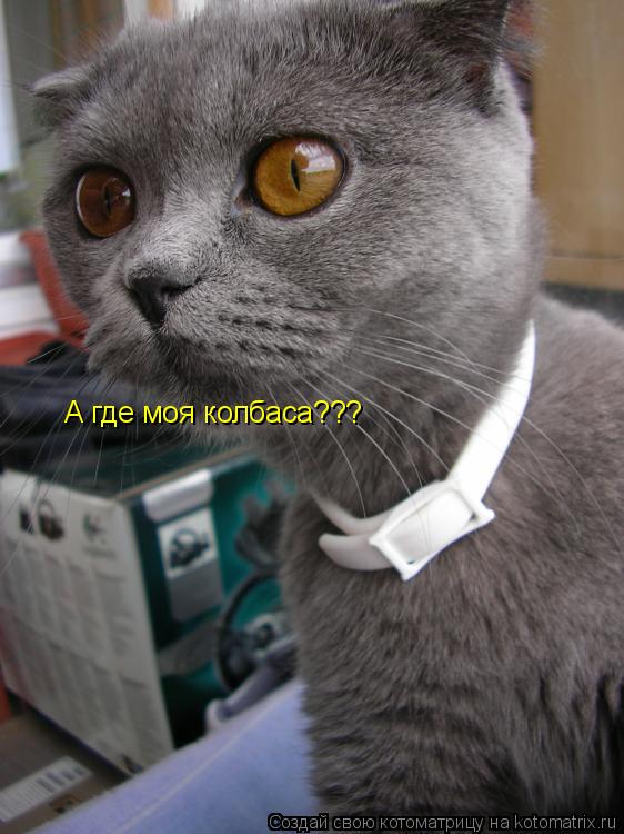 А где моя колбаса???... Котоматрица: А где моя колбаса???