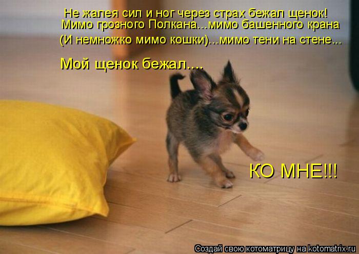 Не жалея сил и ног через страх бежал щенок! Мимо грозного Полкана...мимо башенного крана (И немножко ... Котоматрица: Не жалея сил и ног через страх бежал щенок! Мимо грозного Полкана...мимо башенного крана (И немножко мимо кошки)...мимо тени на стене... Мой щен