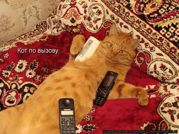 Кот по вызову... Котоматрица: Кот по вызову