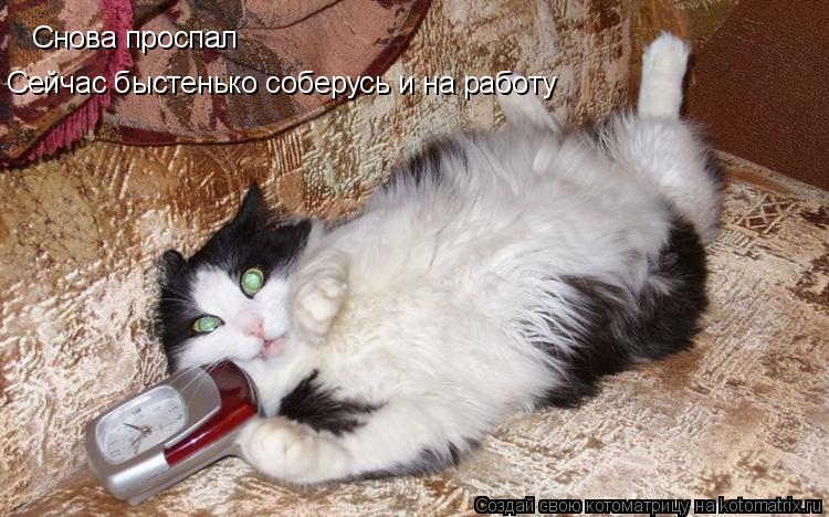 Снова проспал Сейчас быстенько соберусь и на работу... Котоматрица: Снова проспал Сейчас быстенько соберусь и на работу