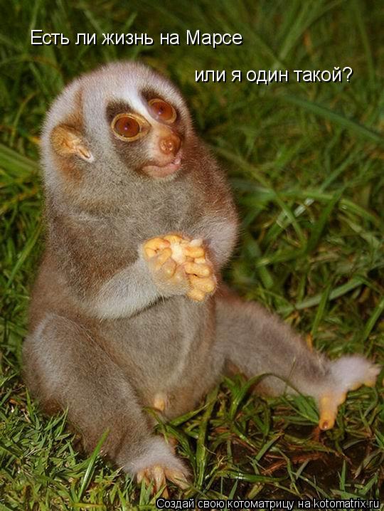 Есть ли жизнь на Марсе или я один такой?... Котоматрица: Есть ли жизнь на Марсе или я один такой?