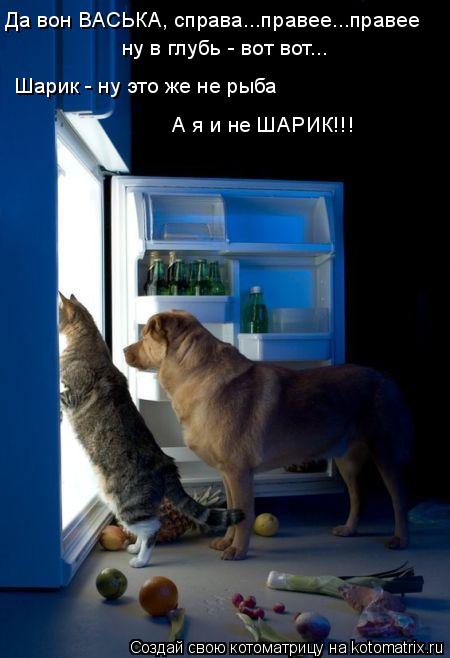 Котоматрица: Да вон ВАСЬКА, справа...правее...правее ну в глубь - вот вот... Шарик - ну это же не рыба А я и не ШАРИК!!!