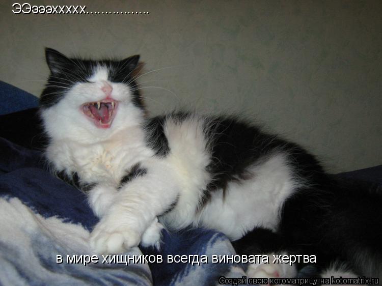 Котоматрица: ЭЭэээххххх................. в мире хищников всегда виновата жертва