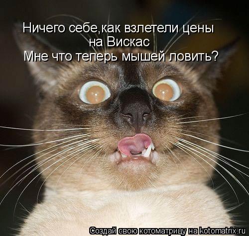 Ничего себе,как взлетели цены на Вискас Мне что теперь мышей ловить?... Котоматрица: Ничего себе,как взлетели цены на Вискас Мне что теперь мышей ловить?