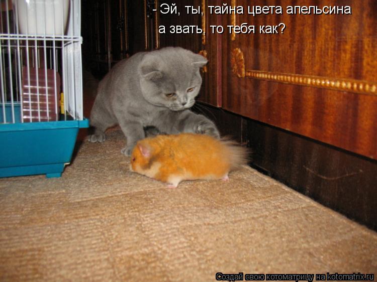 Котоматрица: а звать, то тебя как?     - Эй, ты, тайна цвета апельсина