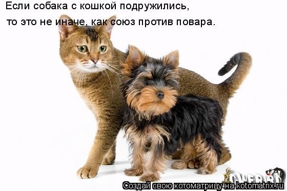 Если собака с кошкой подружились, то это не иначе, как союз против повара.... Котоматрица: Если собака с кошкой подружились, то это не иначе, как союз против повара.