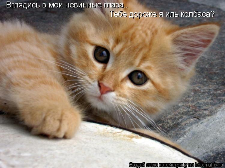 Вглядись в мои невинные глаза.. Тебе дороже я иль колбаса?... Котоматрица: Вглядись в мои невинные глаза.. Тебе дороже я иль колбаса?