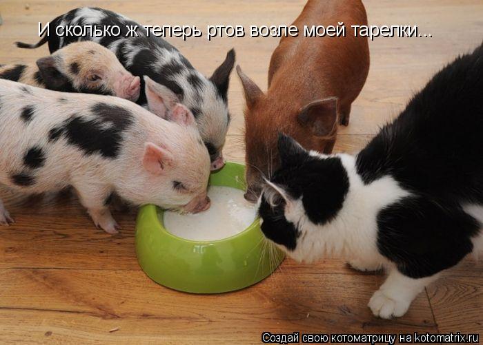 И сколько ж теперь ртов возле моей тарелки...... Котоматрица: И сколько ж теперь ртов возле моей тарелки...