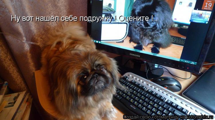 Ну вот нашёл себе подружку ! Оцените !..... Котоматрица: Ну вот нашёл себе подружку ! Оцените !..