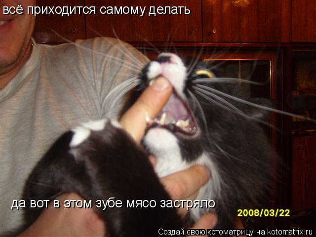 всё приходится самому делать да вот в этом зубе мясо застряло... Котоматрица: всё приходится самому делать да вот в этом зубе мясо застряло