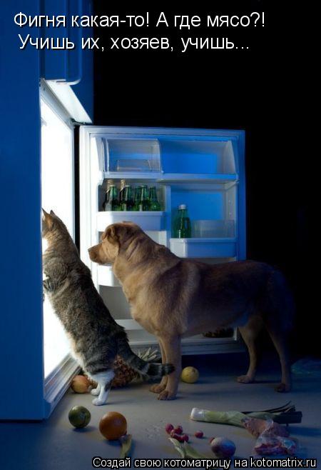 Фигня какая-то! А где мясо?! Учишь их, хозяев, учишь...... Котоматрица: Фигня какая-то! А где мясо?! Учишь их, хозяев, учишь...