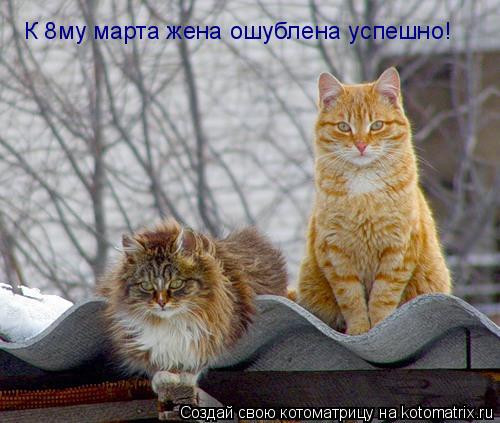 К 8му марта жена ошублена успешно!... Котоматрица: К 8му марта жена ошублена успешно!