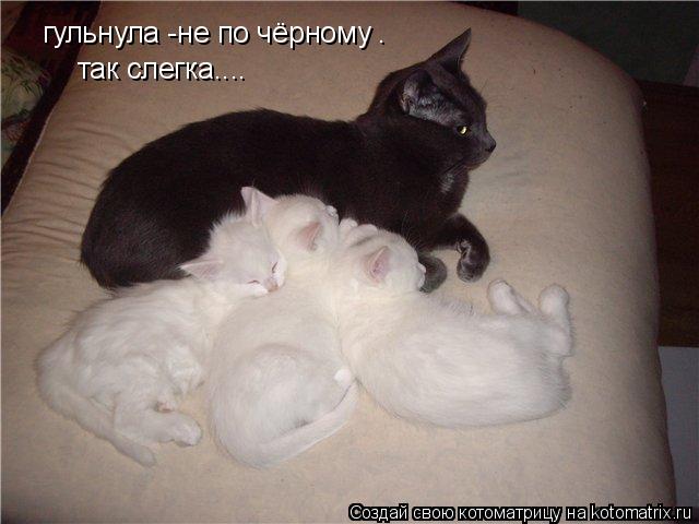 гульнула -не по чёрному . так слегка....... Котоматрица: гульнула -не по чёрному . так слегка....