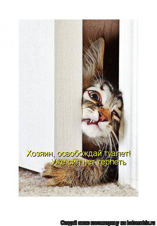 Хозяин, освобождай туалет! Уже сил нет терпеть... Котоматрица: Хозяин, освобождай туалет! Уже сил нет терпеть