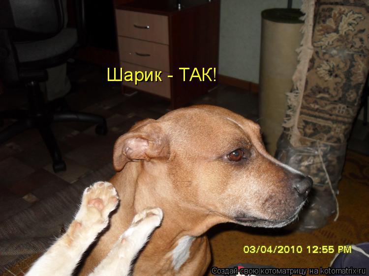 Котоматрица: Шарик - ТАК!
