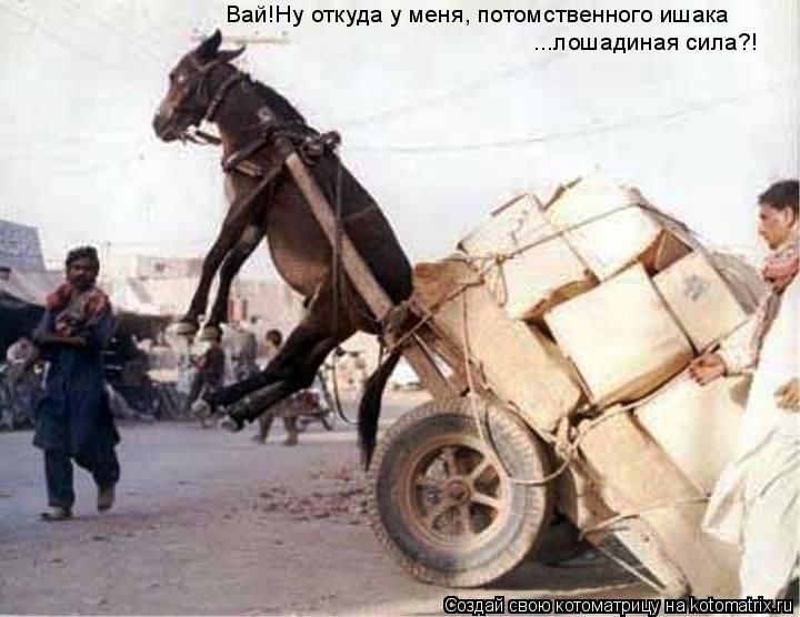 Котоматрица: Вай!Ну откуда у меня, потомственного ишака ...лошадиная сила?!