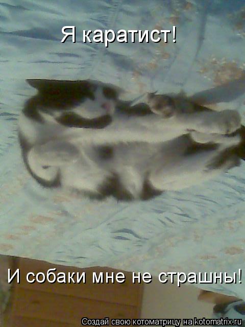 Котоматрица: Я каратист! И собаки мне не страшны!