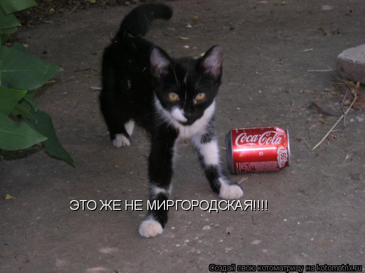 Котоматрица: ЭТО ЖЕ НЕ МИРГОРОДСКАЯ!!!!