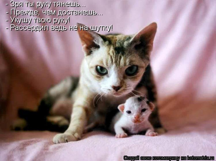 Котоматрица: - Зря ты руку тянешь... - Прежде, чем достанешь... - Укушу твою руку! - Рассердил ведь не на шутку!