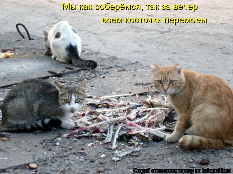 Мы как соберёмся, так за вечер всем косточки перемоем... Котоматрица: Мы как соберёмся, так за вечер всем косточки перемоем