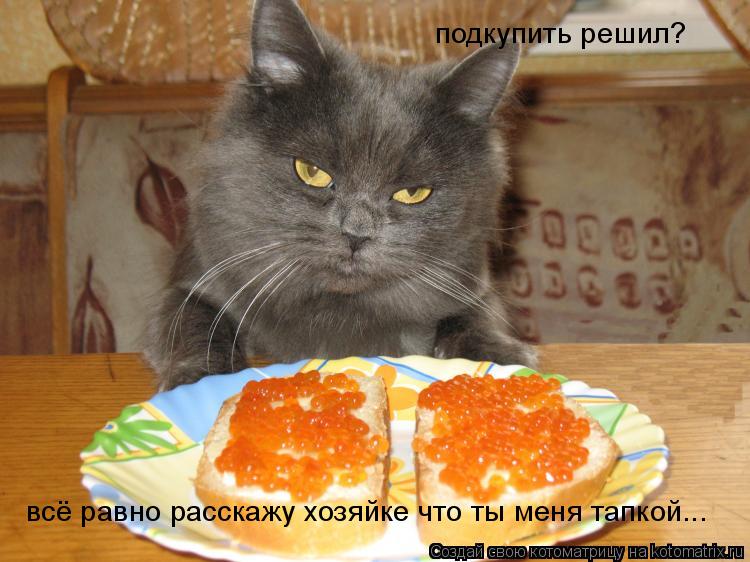 подкупить решил? всё равно расскажу хозяйке что ты меня тапкой...... Котоматрица: подкупить решил? всё равно расскажу хозяйке что ты меня тапкой...