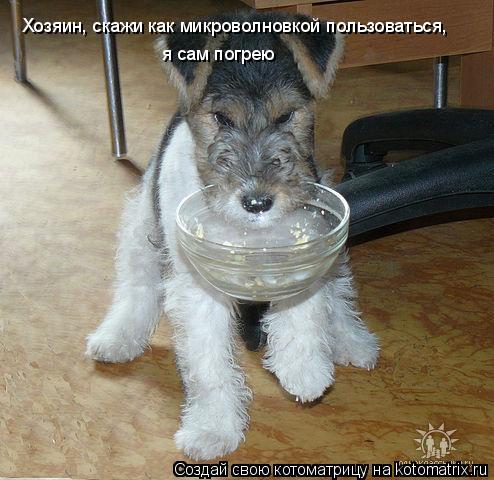 Котоматрица: Хозяин, скажи как микроволновкой пользоваться, я сам погрею
