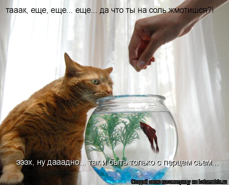 Котоматрица: тааак, еще, еще... еще... да что ты на соль жмотишся?! эээх, ну дааадно... так и быть только с перцем сьем...