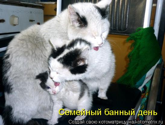 Котоматрица: Семейный банный день