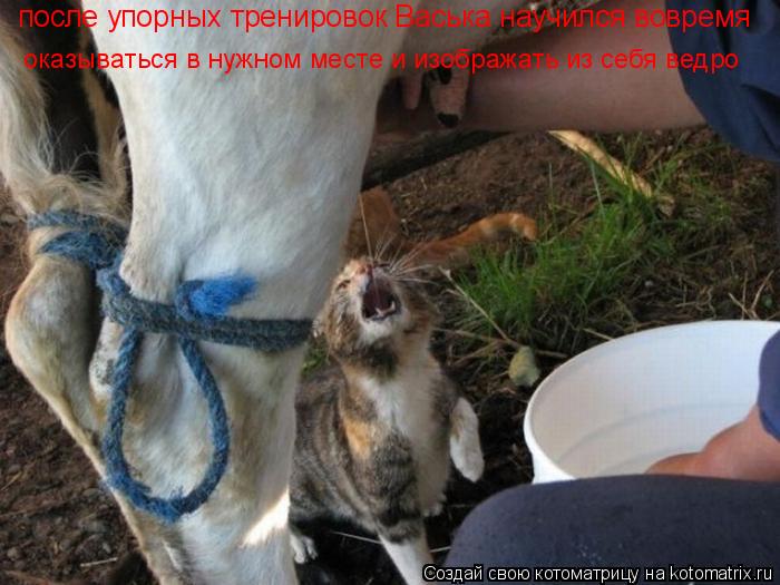 после упорных тренировок Васька научился вовремя оказываться в нужном месте и изображать из себя ведр... Котоматрица: после упорных тренировок Васька научился вовремя оказываться в нужном месте и изображать из себя ведро